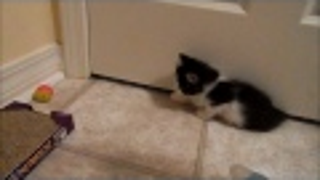Watch the joyful playtime of Anakin the two-legged kitten